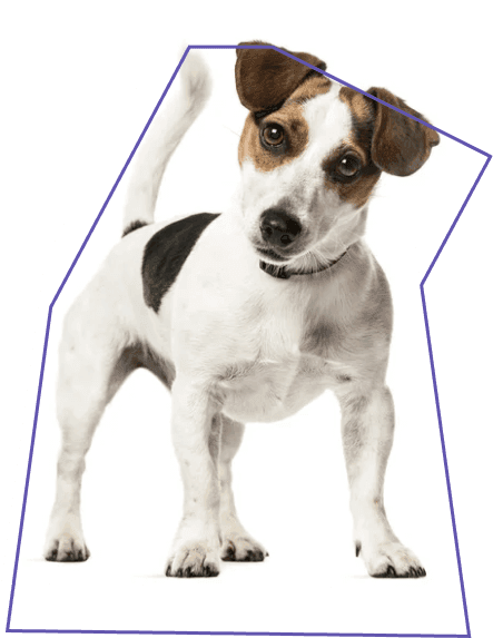 Chien
